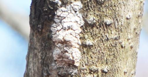 lantern fly egg mass